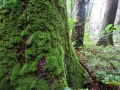 苔の木