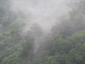 雲湧く森