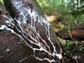 菌糸の白い木立