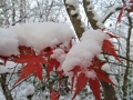 雪の山紅葉