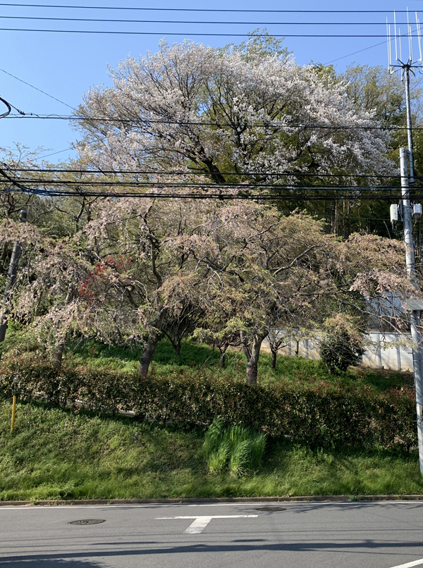 03桜