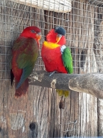 World of Birdlife Sanctuary & Monkey Park 3