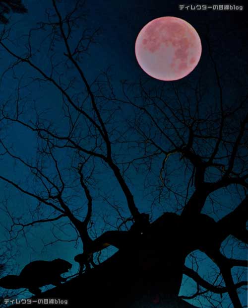 11月の満月「ビーバームーン(毛皮月)」を見るなら30日(月)の夜。その前に、10月29日は十三夜、31日は最小のマイクロムーンが見える!