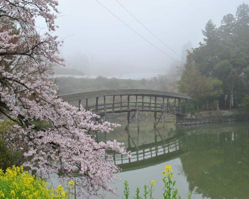 弓削神社と桜