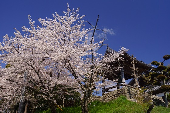200406西福寺の桜