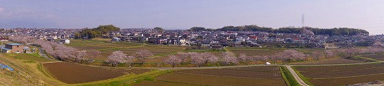 200404鹿化川千本桜-1