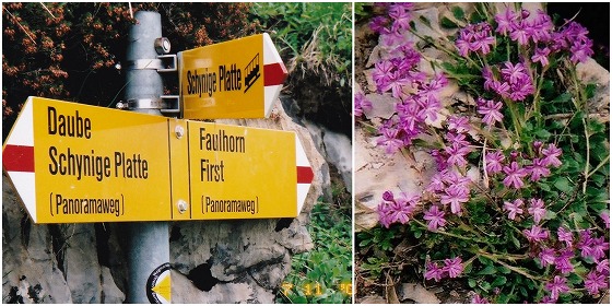 040711パノラマヴェーク標識と花