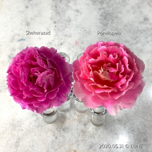 香りのバラの栽培レビュー 香り比べ シェエラザード Vs ペネロペイア