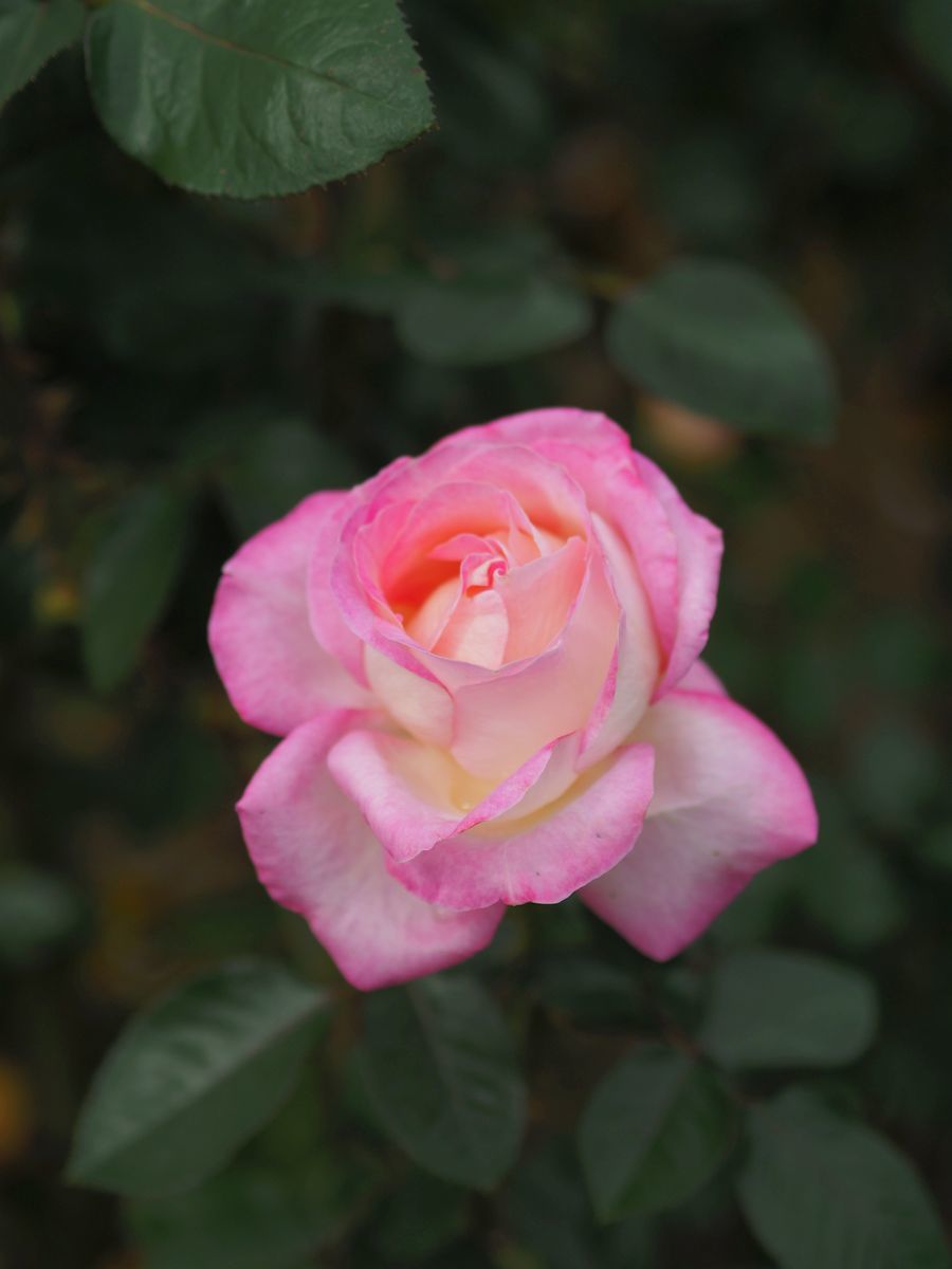 ピンクの縁取りのバラ 2020年10月