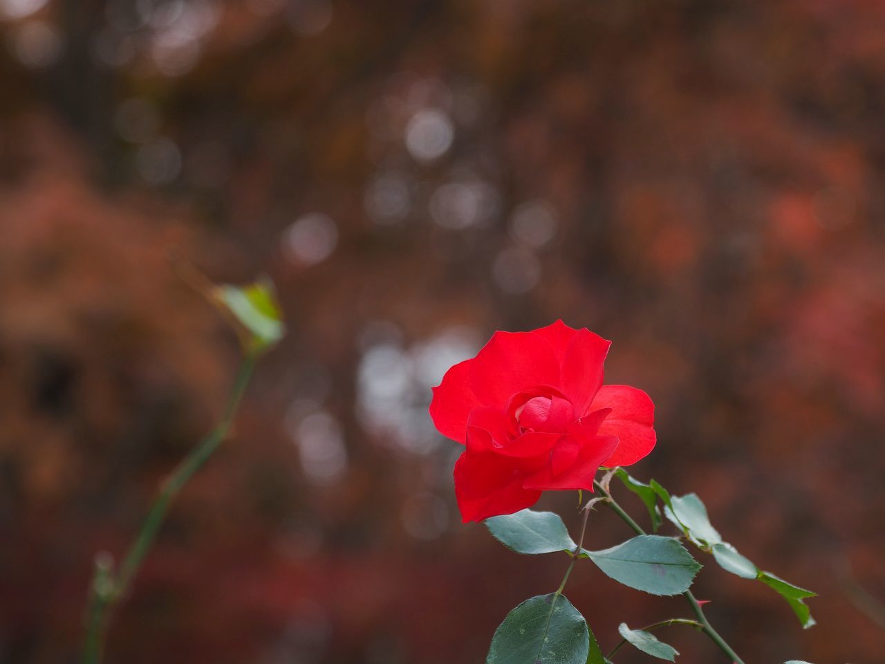 紅葉背景のバラ 2020年12月