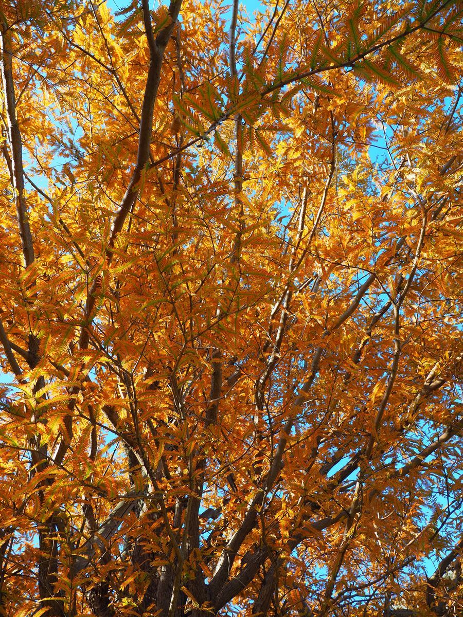 真下から見る紅葉するセコイヤ 2020年11月 近所公園その２