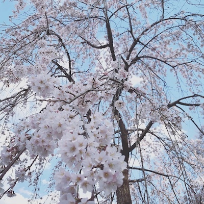 枝垂れ桜２