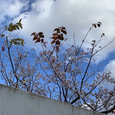 冬桜１