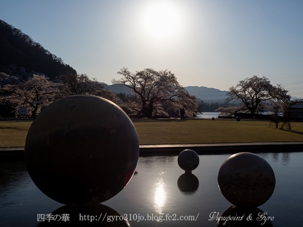 津久井湖の桜　Ｅ