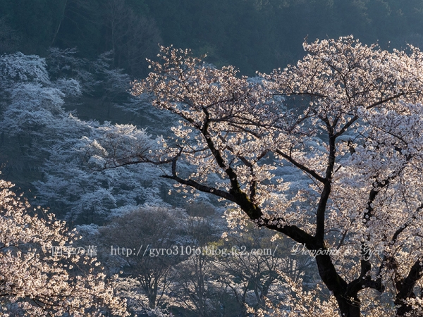 津久井湖の桜　Ｄ