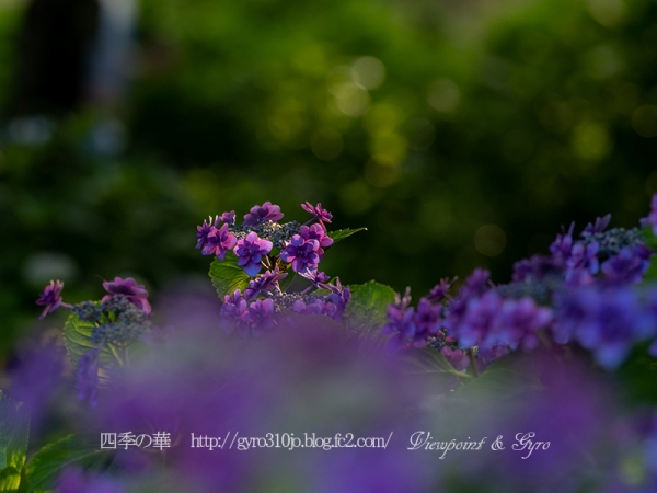 紫陽花　Ｂ