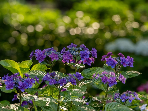 紫陽花　Ｈ