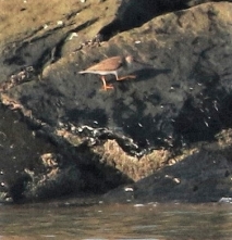 200824103 防波堤で見かけたソリハシシギ