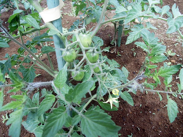 市販苗のトマト