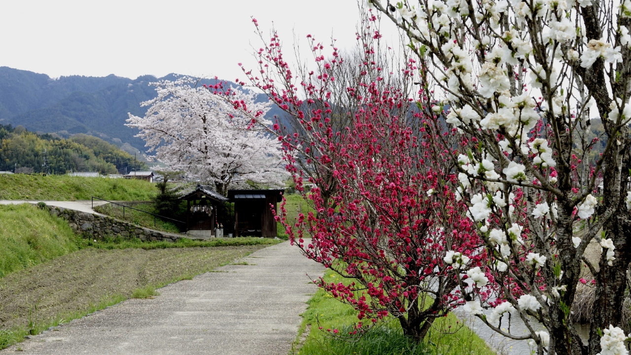 飛鳥川沿いの桜 (2)