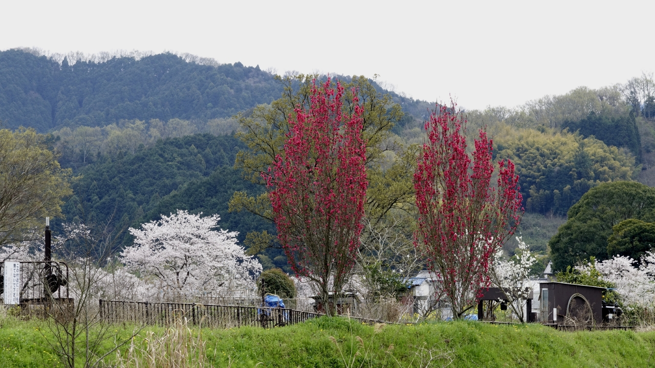 飛鳥川沿いの桜 (4)