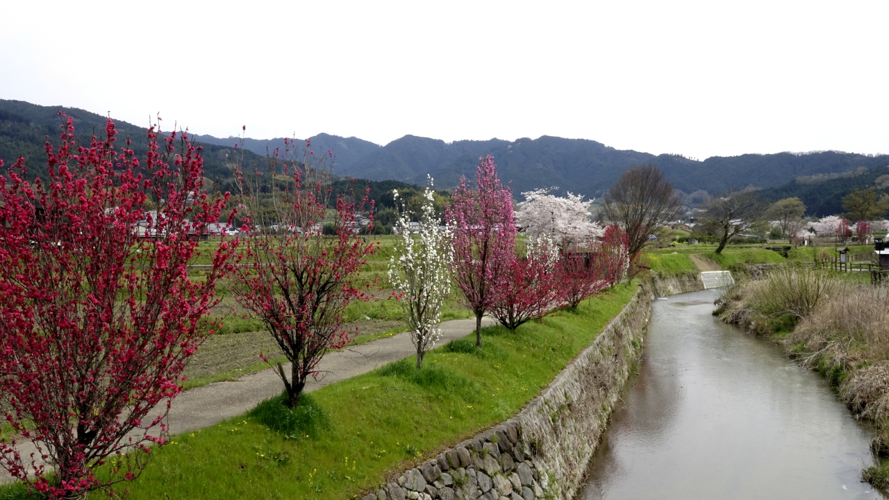 飛鳥川沿いの桜 (6)