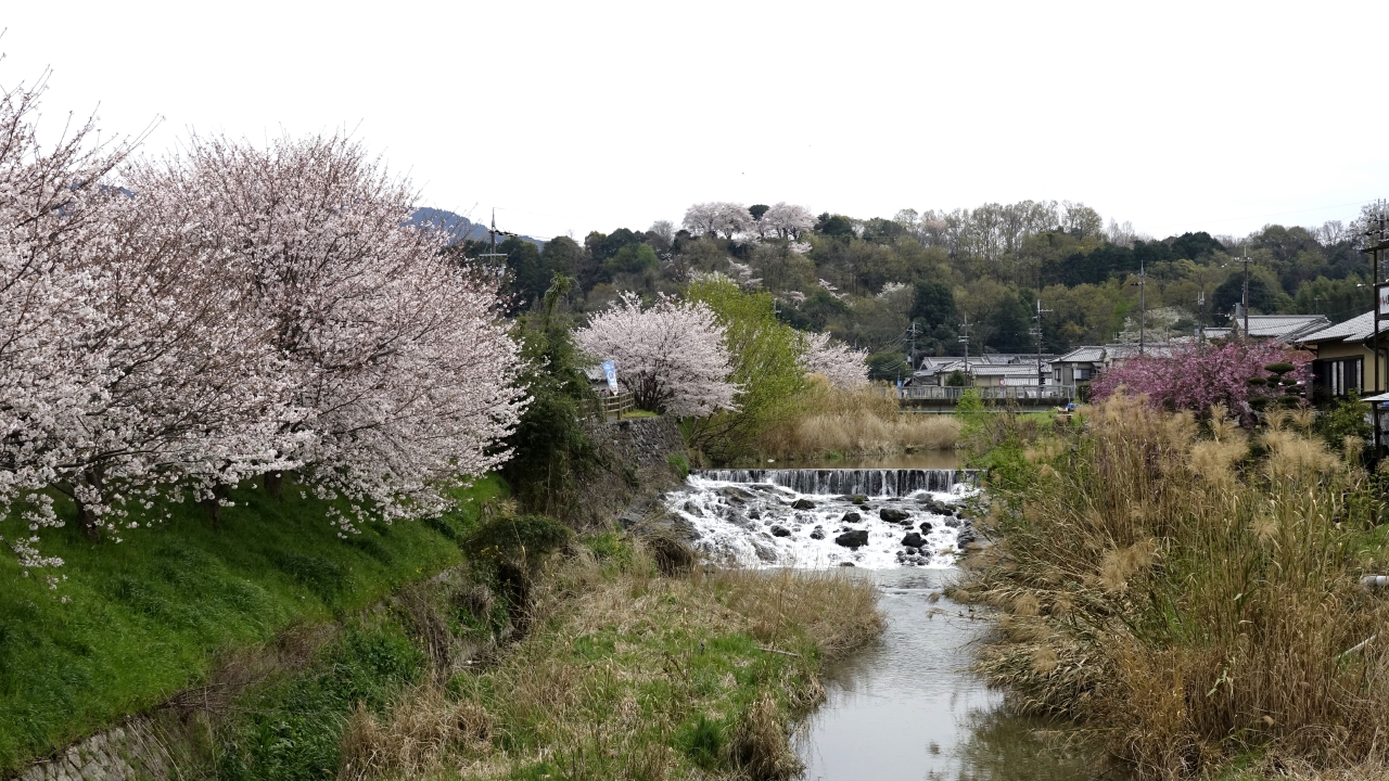 飛鳥川沿いの桜 (7)