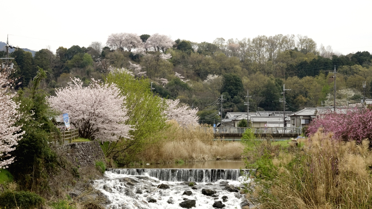 飛鳥川沿いの桜 (8)