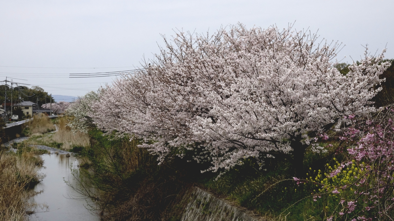 飛鳥川沿いの桜 (9)