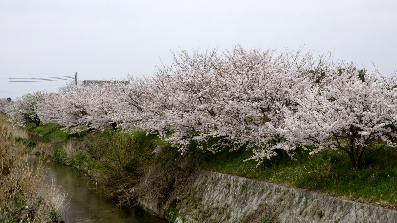 飛鳥川沿いの桜 (10)