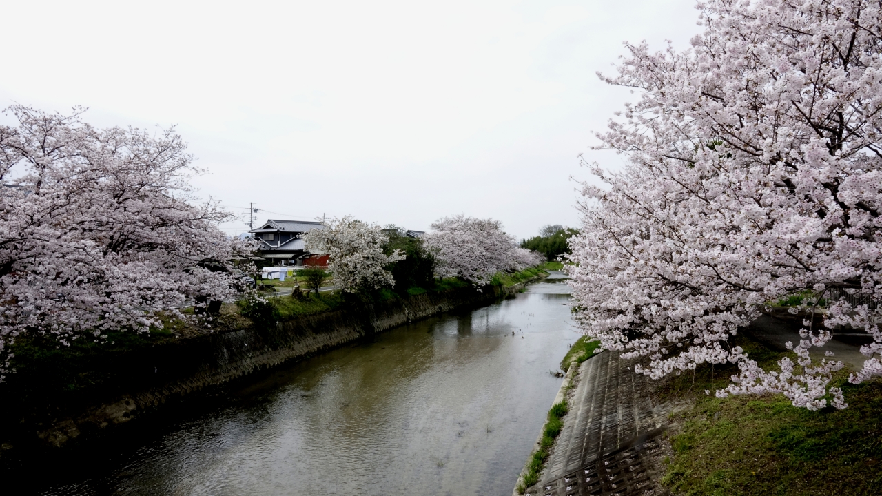 飛鳥川沿いの桜 (11)