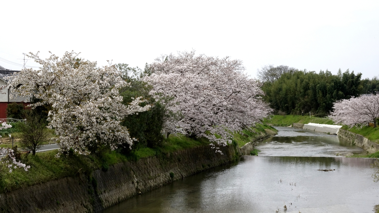 飛鳥川沿いの桜 (13)