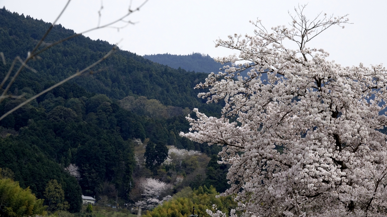 飛鳥川沿いの桜 (1)
