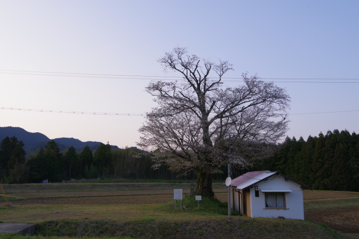 平山の山桜①