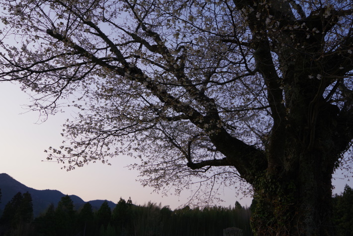 平山の山桜②