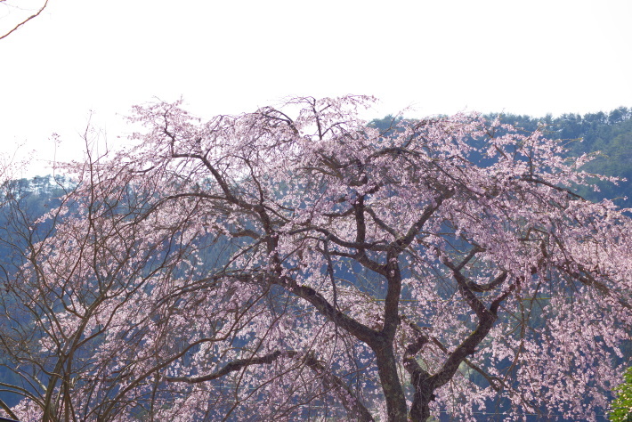 枝垂桜①