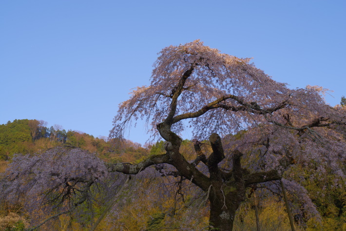 長登の枝垂桜①