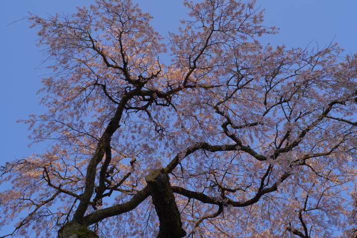 長登の枝垂桜②