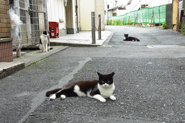 小田原の街角で暮らす猫たち