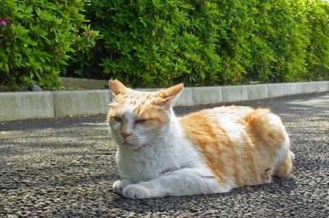 秦野カルチャーパークの猫