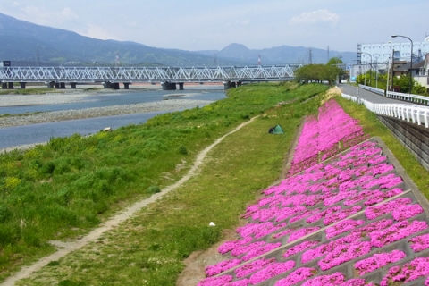 小田原大橋から望む芝桜花壇と酒匂川