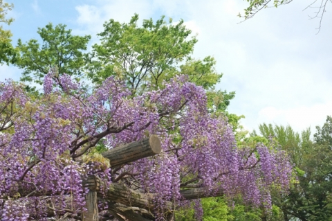 秦野カルチャーパーク満開の藤の花