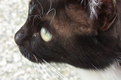 黒猫の横顔
