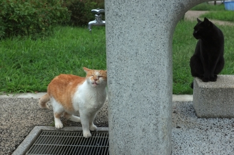 水飲み場で水を飲む公園猫