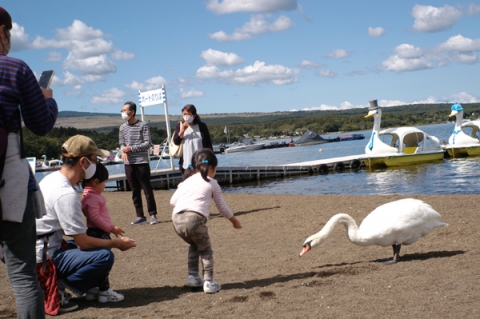 山中湖で白鳥と挨拶する子供