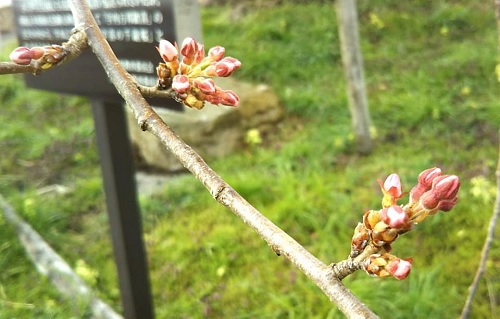 ２０２０．４．2宇木のエドヒガン千歳桜つぼみ