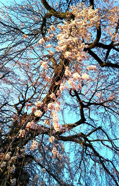 ２０２０．４．５宇木区民会館前のしだれ桜（樹齢約４００年）二分咲き