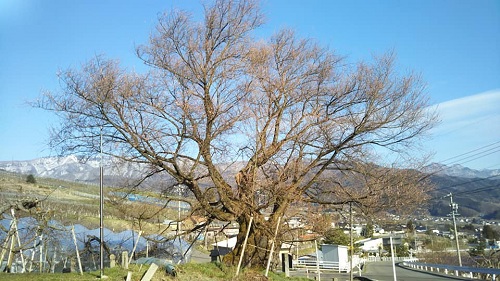 ２０２０．４．７宇木のエドヒガン千歳桜（樹齢約９００年）開花