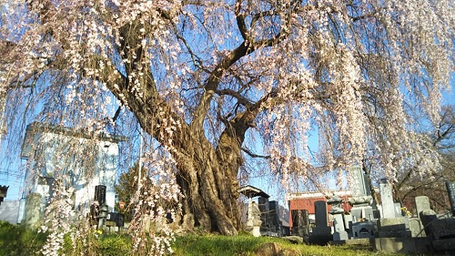 ２０２０．４．７宇木区民会館前のしだれ桜（樹齢約４００年）三分咲き