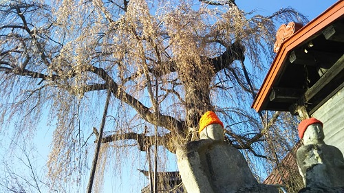 ２０２０．４．７隆谷寺のしだれ桜（樹齢約４００年）一分咲き